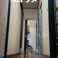 廊下の奥から歩いて来る三毛猫（NO.1ウメ）