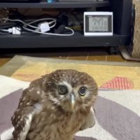 飼い主の方へ歩いてくるフクロウ