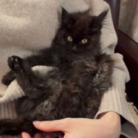 抱かれている子猫