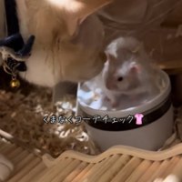 仲良しな猫とハムスター