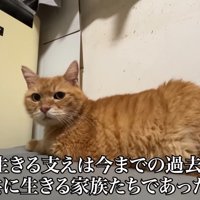 カメラを見る猫