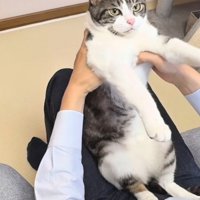 ひざの上に乗る猫