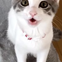 ママを見ながら鳴く子猫