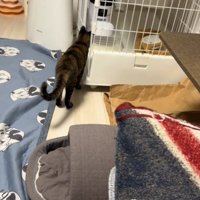 座る猫
