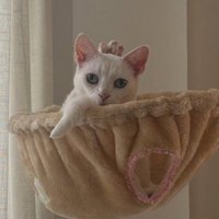 頭の後ろに何かが見える猫