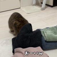 洗濯物に頭を突っ込むみにらくん%％「ズボ」