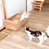 箱に入るむぎくん