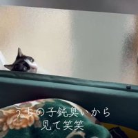 隙間から出ようとする猫さん