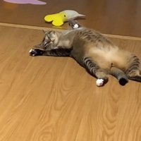 眠そうな猫