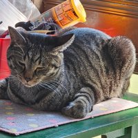 目を細めて香箱座りをする猫
