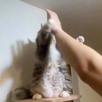 仁王立ちしている猫