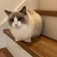 階段にいる猫