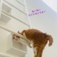梯子を上りながらママを誘う茶白猫