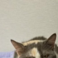 爪とぎにいる猫