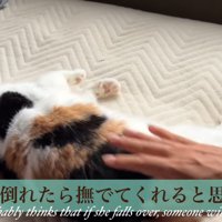 倒れる猫