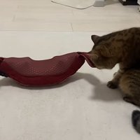 マッサージ機の匂いをかぐ猫