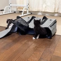 キャリーバッグから出てきた2匹の子猫