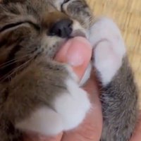 指吸いチコちゃん1
