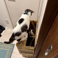 ダンボールでかくれんぼをする2匹の猫