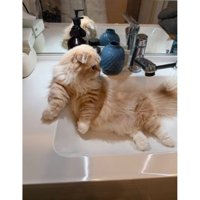 洗面台の猫