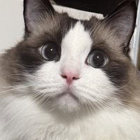 目を丸くしておすまし顔のラグドール