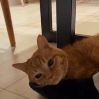 男性の足に顔を乗せて穏やかな表情を浮かべる猫