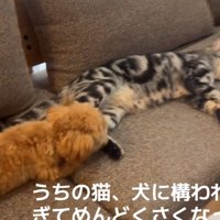 構ってほしい犬