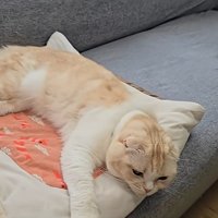 寝ている猫