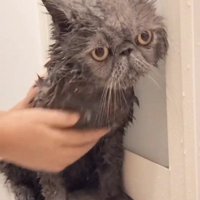シャンプーをしている猫