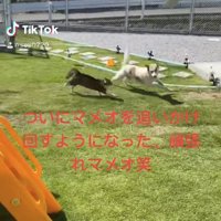 芝生の上で走っている犬と猫