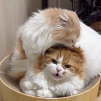 クリーム色の猫に頭を舐められて口を開く茶色い猫
