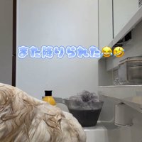 シャンプー台から飛び降りようとする猫