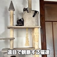 テロップ「遠目で観察する～」