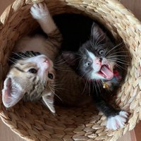 カゴに入る赤ちゃん猫