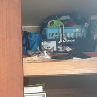 クローゼットで寝る猫2匹