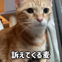 ソファに座っている2匹の猫