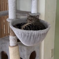 キャットタワーのハンモックで寝ている猫