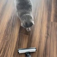 掃除機の側に立つ猫