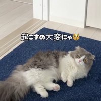 床に寝転ぶ猫
