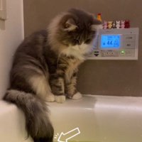 湯船の縁に座っている猫