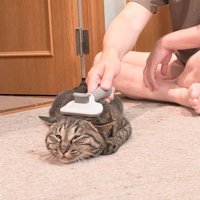 猫にブラッシングをする飼い主と、床に伏せてブラッシングを受け入れる猫