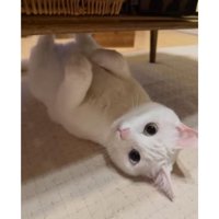 室内にいる猫