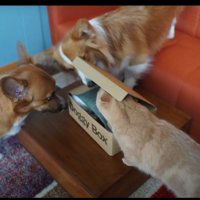 箱の中を見る猫と犬