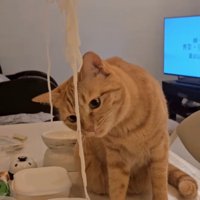 そうめんを見る猫