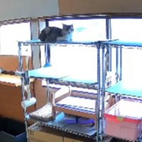 室内にいる猫たち