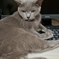 後ろ足がちょっと浮いた姿