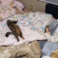 布団の真ん中に仰向けになって眠る猫