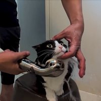 シャンプーする猫