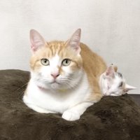 優しいまなざしの先住猫
