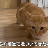 ほふく前進で